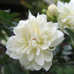 Rose Lady Banks' Alba Plena